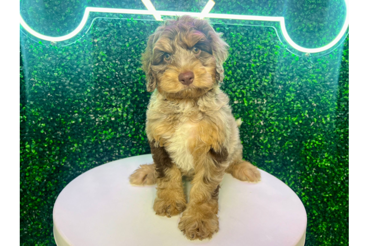 Cute Cockapoo Poodle Mix Pup