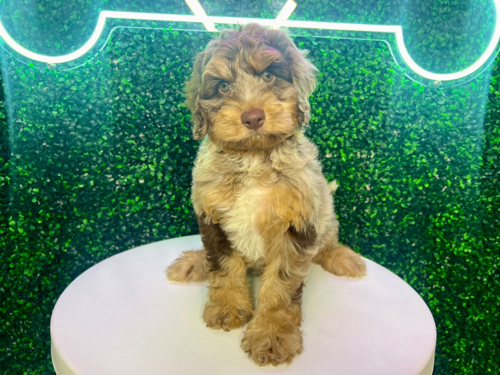 Cute Cockapoo Poodle Mix Pup