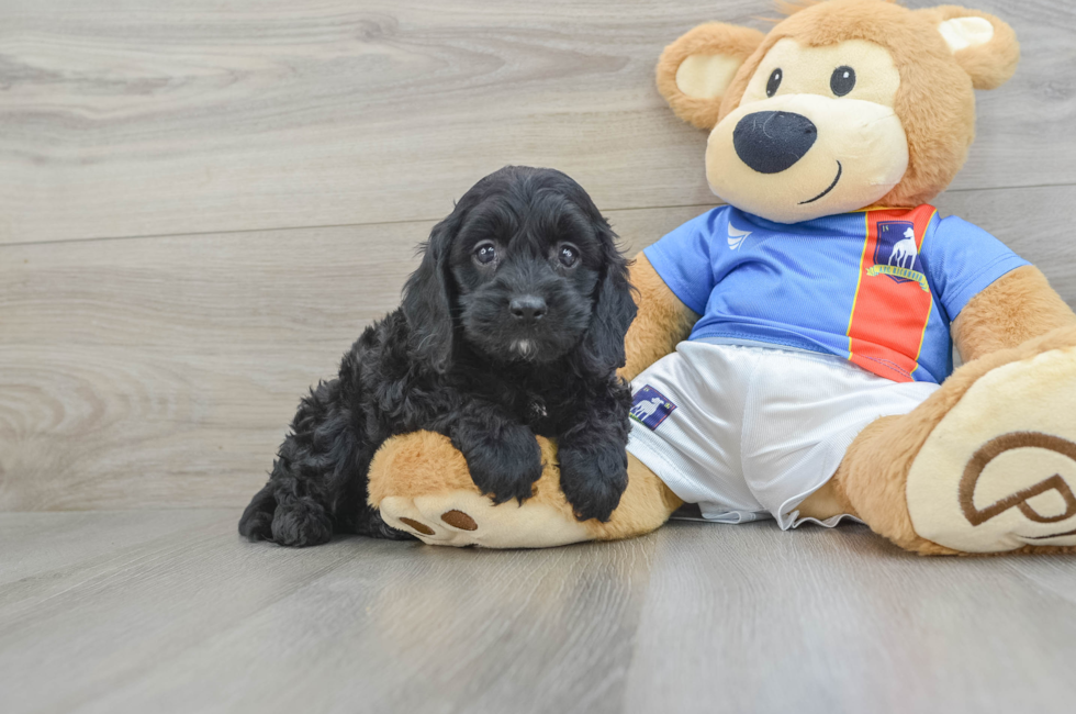 5 week old Cockapoo Puppy For Sale - Puppy Love PR