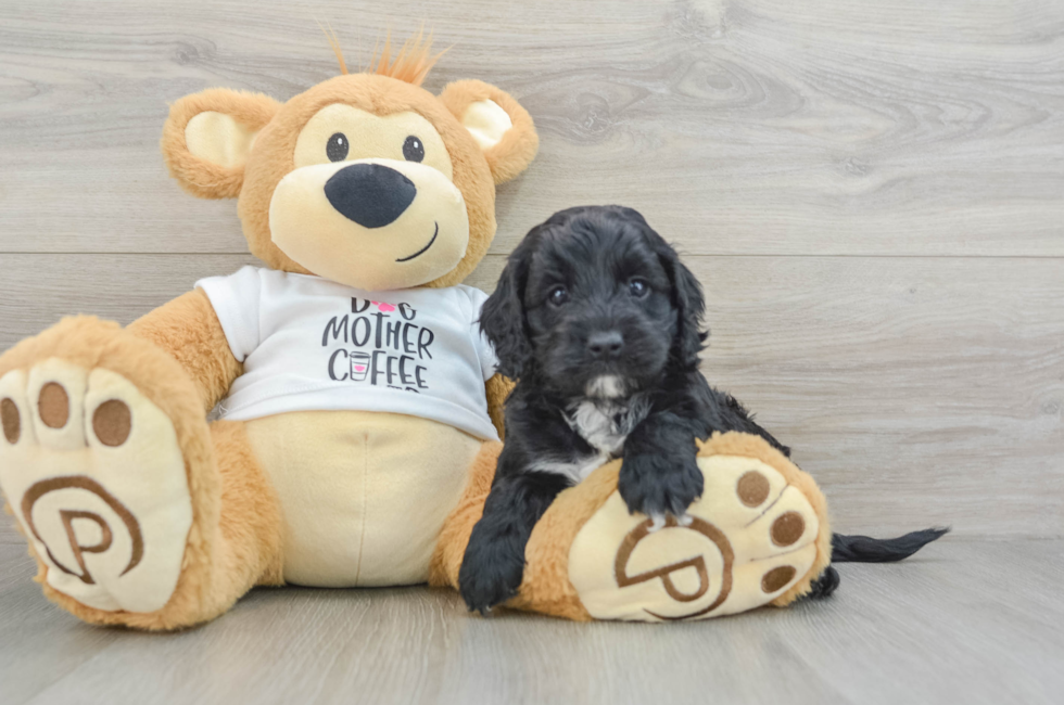 5 week old Cockapoo Puppy For Sale - Puppy Love PR