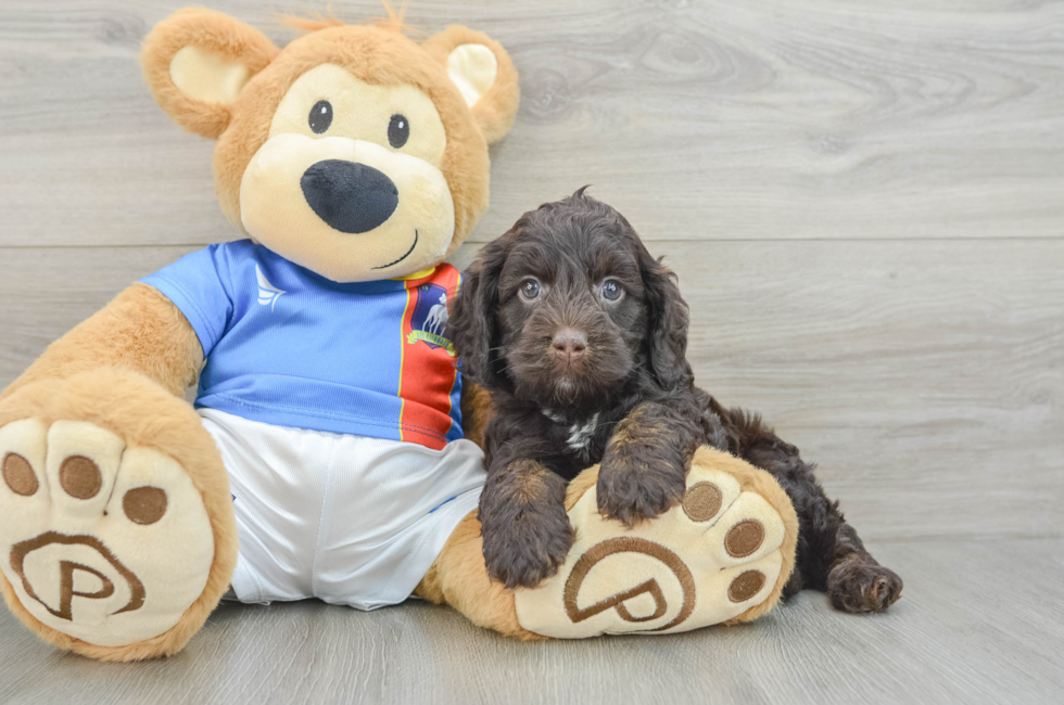 5 week old Cockapoo Puppy For Sale - Puppy Love PR