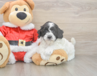 6 week old Cockapoo Puppy For Sale - Puppy Love PR