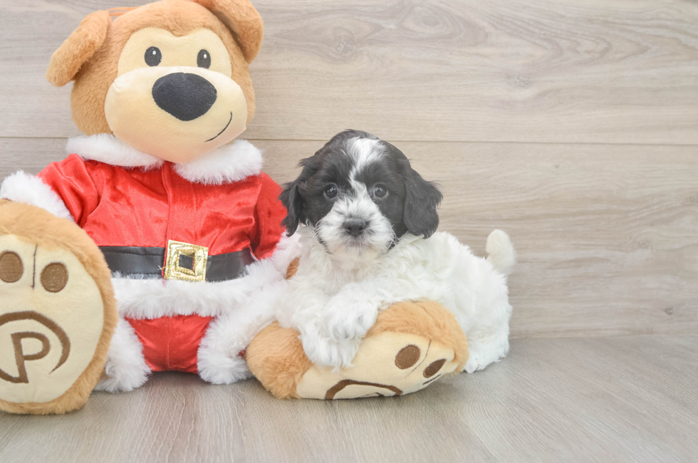 5 week old Cockapoo Puppy For Sale - Puppy Love PR