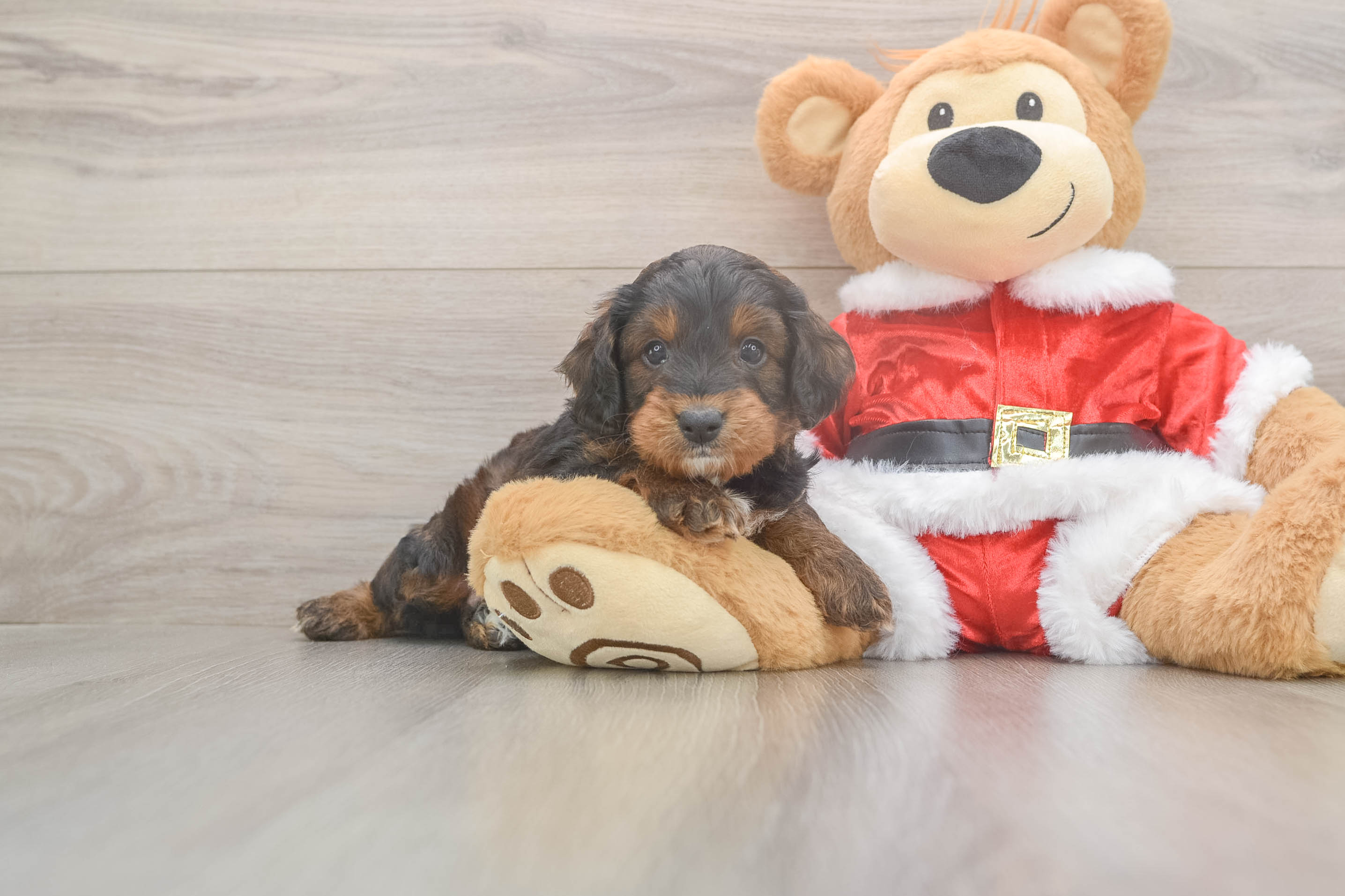 Small Cockapoo Baby
