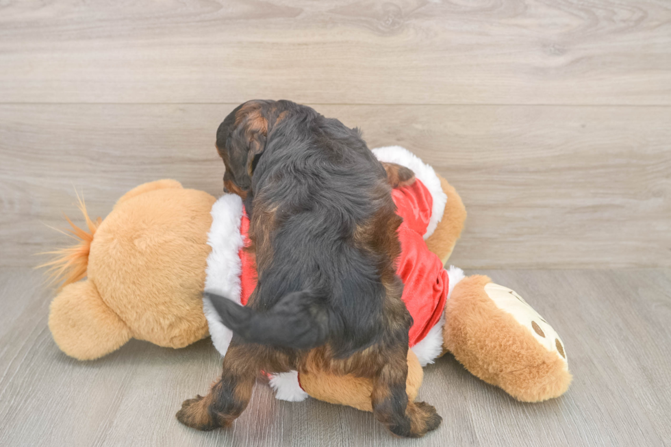 Hypoallergenic Cocker Doodle Poodle Mix Puppy