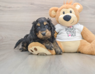 5 week old Cockapoo Puppy For Sale - Puppy Love PR