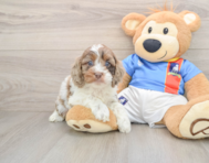 7 week old Cockapoo Puppy For Sale - Puppy Love PR