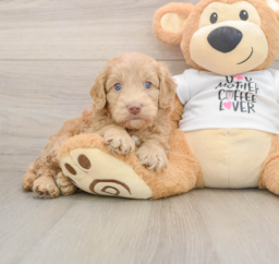 5 week old Cockapoo Puppy For Sale - Puppy Love PR