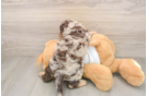 Popular Cockapoo Poodle Mix Pup