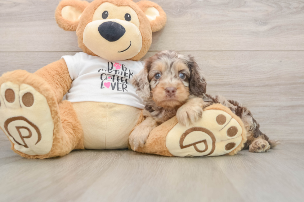 Cockapoo Puppy for Adoption