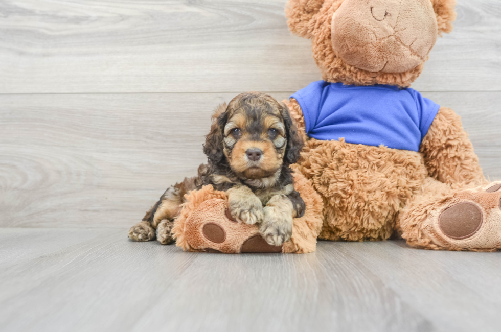 6 week old Cockapoo Puppy For Sale - Puppy Love PR