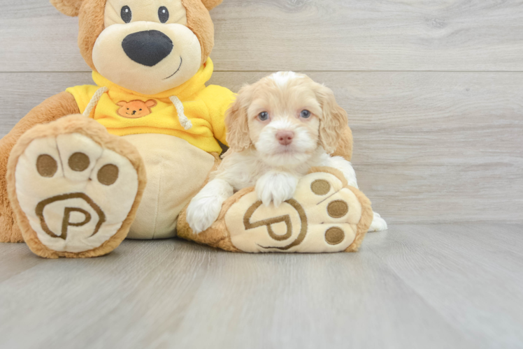 Meet Della - our Cockapoo Puppy Photo 1/3 - Puppy Love PR Playful Cockerpoo Poodle Mix Puppy