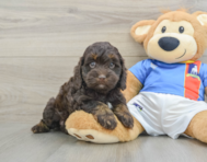 7 week old Cockapoo Puppy For Sale - Puppy Love PR