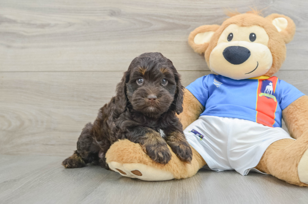 6 week old Cockapoo Puppy For Sale - Puppy Love PR