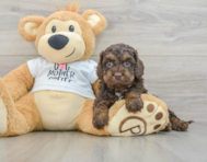 8 week old Cockapoo Puppy For Sale - Puppy Love PR