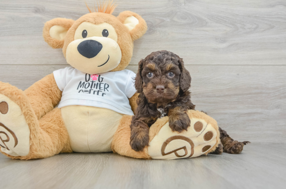 6 week old Cockapoo Puppy For Sale - Puppy Love PR