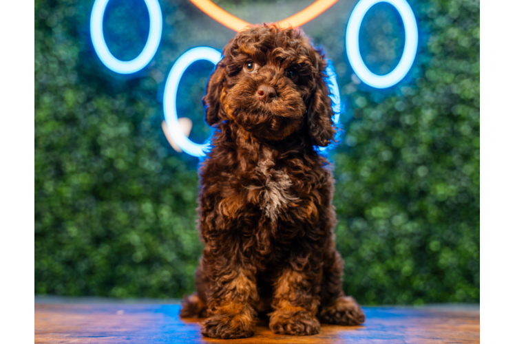 Best Cockapoo Baby