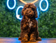 9 week old Cockapoo Puppy For Sale - Puppy Love PR