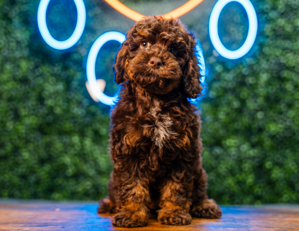 Best Cockapoo Baby