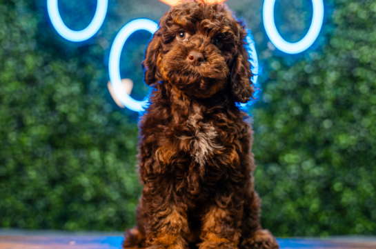 Best Cockapoo Baby