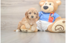 Cockapoo Pup Being Cute