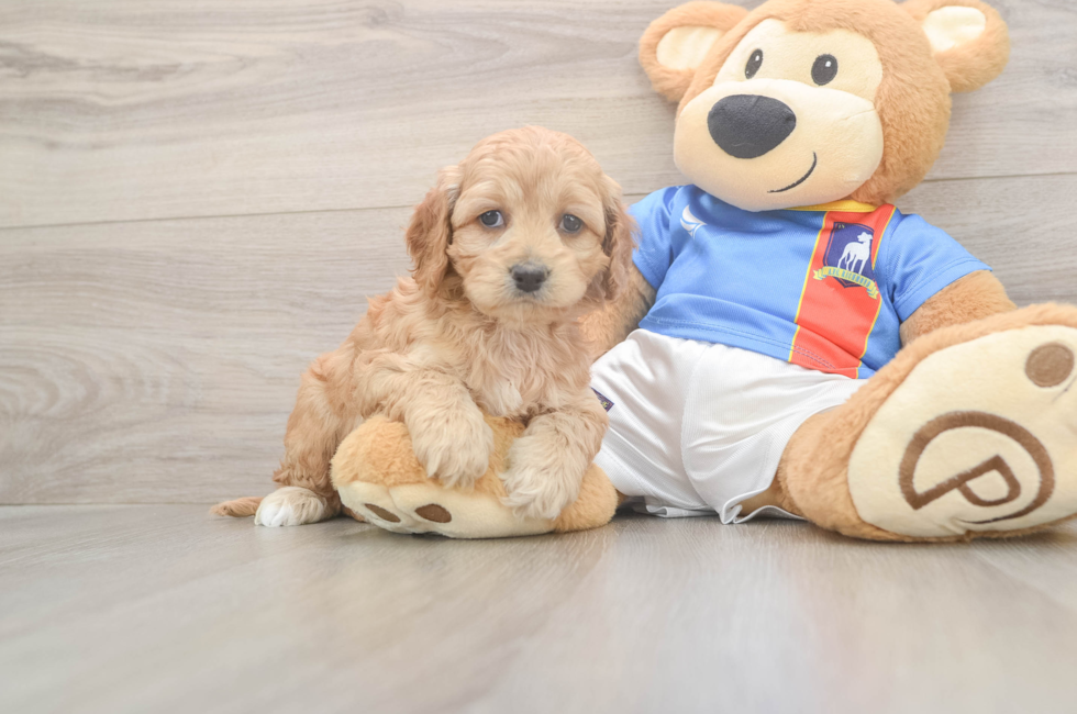 5 week old Cockapoo Puppy For Sale - Puppy Love PR