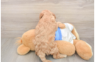 Funny Cockapoo Poodle Mix Pup