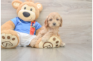 Fluffy Cockapoo Poodle Mix Pup