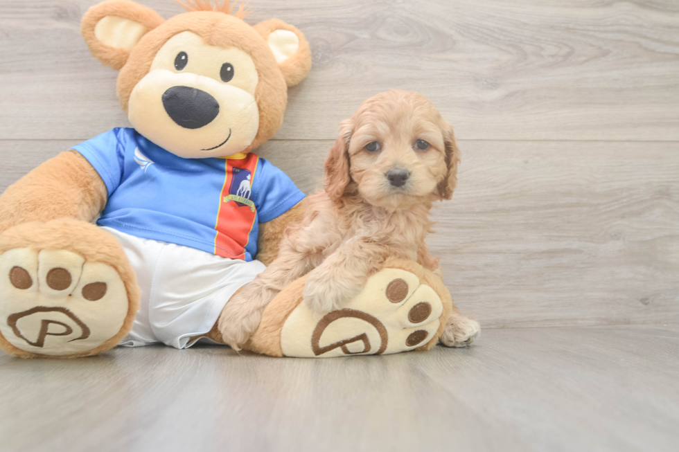 Fluffy Cockapoo Poodle Mix Pup