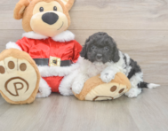 6 week old Cockapoo Puppy For Sale - Puppy Love PR