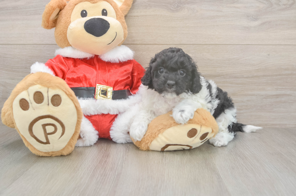 5 week old Cockapoo Puppy For Sale - Puppy Love PR