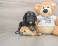 5 week old Cockapoo Puppy For Sale - Puppy Love PR