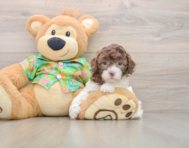5 week old Cockapoo Puppy For Sale - Puppy Love PR