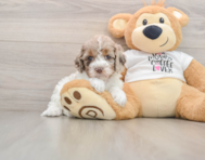 8 week old Cockapoo Puppy For Sale - Puppy Love PR