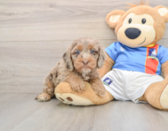 7 week old Cockapoo Puppy For Sale - Puppy Love PR