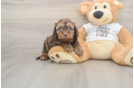 Best Cockapoo Baby