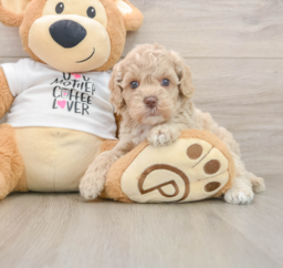 5 week old Cockapoo Puppy For Sale - Puppy Love PR