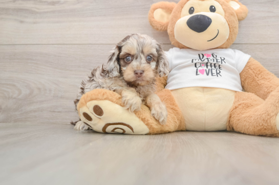 Fluffy Cockapoo Poodle Mix Pup