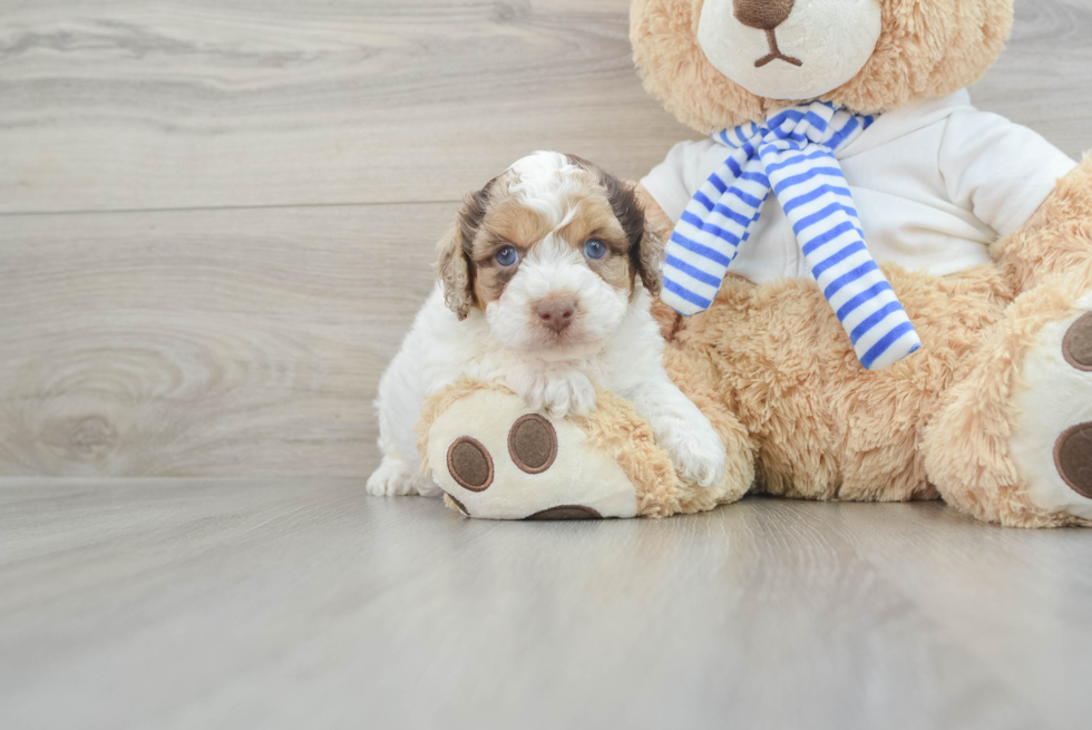 Cockapoo Pup Being Cute