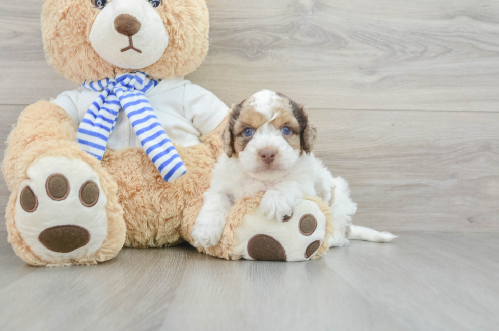 5 week old Cockapoo Puppy For Sale - Puppy Love PR