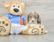 7 week old Cockapoo Puppy For Sale - Puppy Love PR