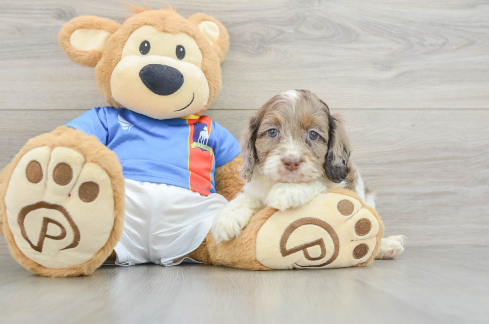 6 week old Cockapoo Puppy For Sale - Puppy Love PR