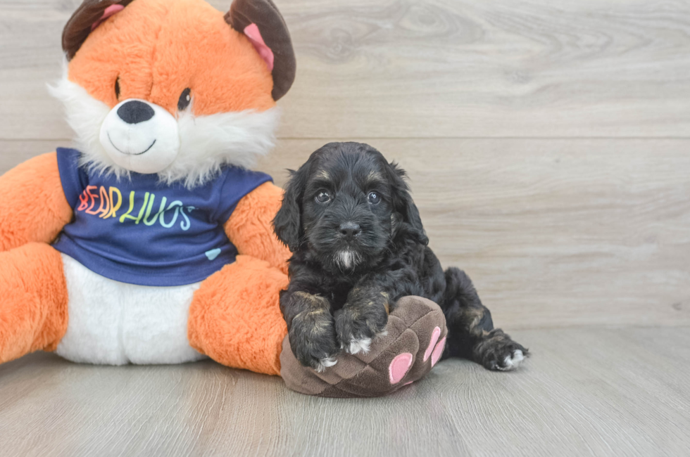 5 week old Cockapoo Puppy For Sale - Puppy Love PR