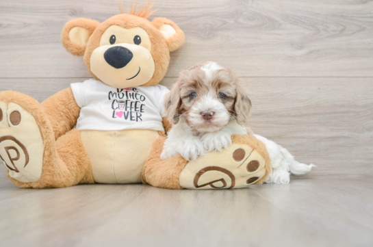 Cockapoo Puppy for Adoption