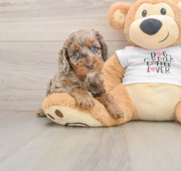 6 week old Cockapoo Puppy For Sale - Puppy Love PR