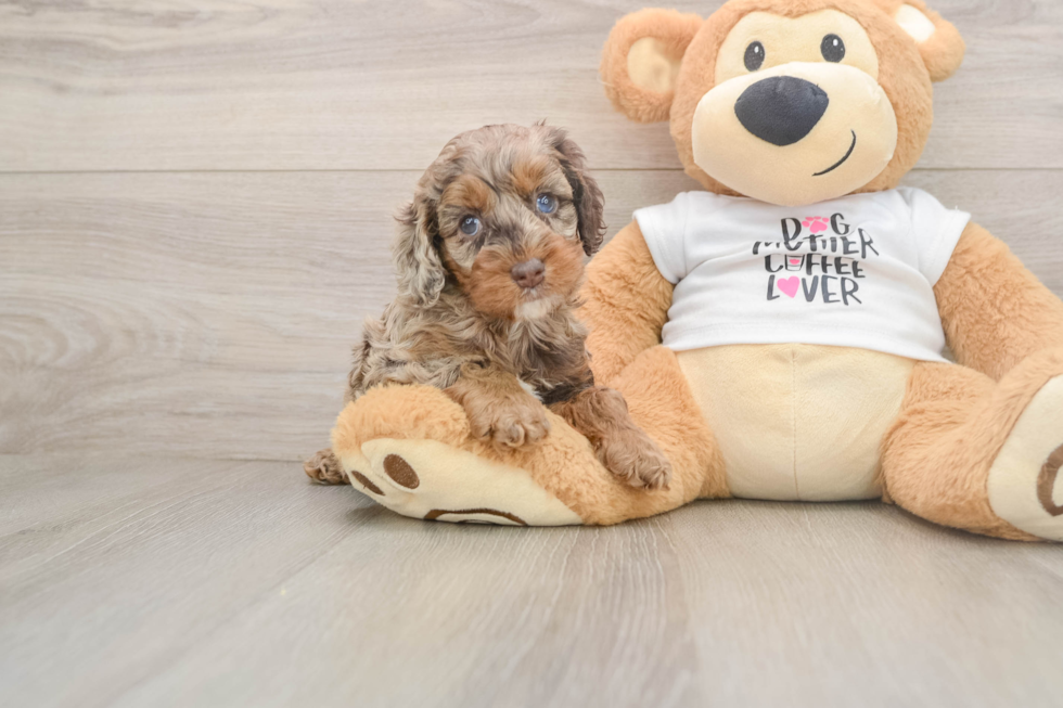 Happy Cockapoo Baby