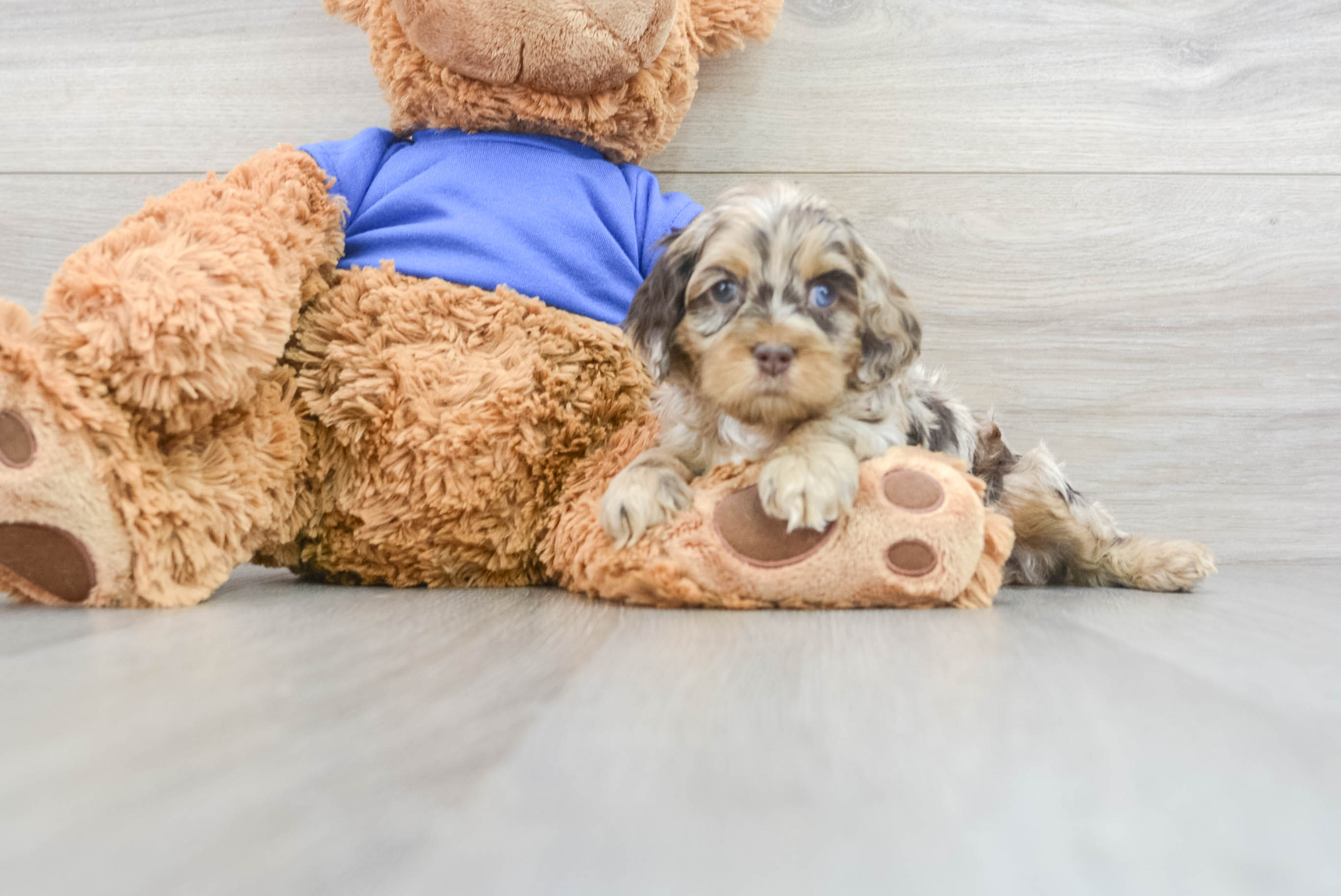 Best Cockapoo Baby