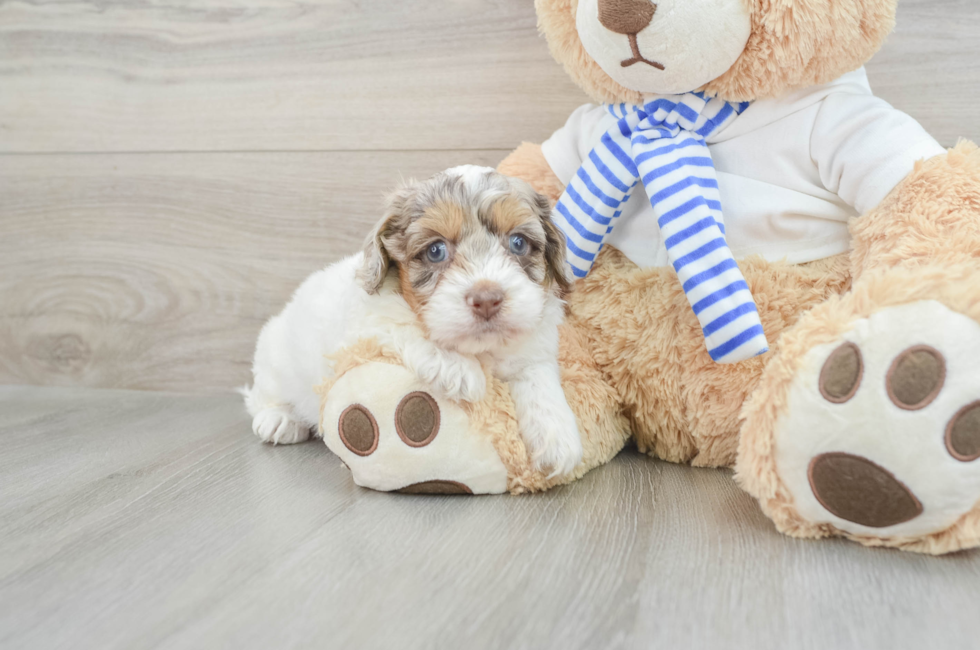 5 week old Cockapoo Puppy For Sale - Puppy Love PR