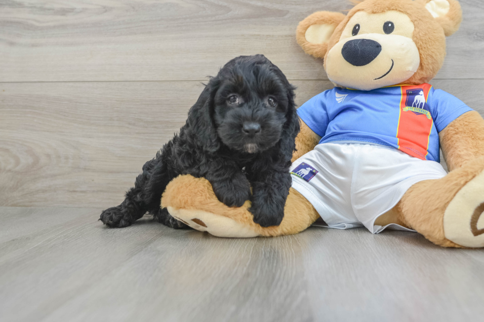 Fluffy Cockapoo Poodle Mix Pup