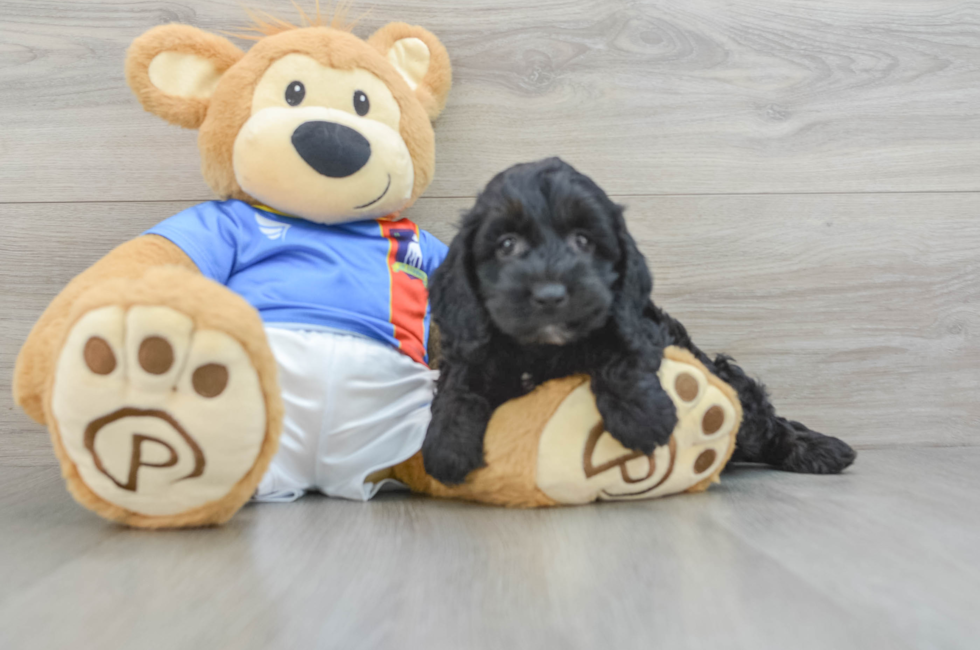 5 week old Cockapoo Puppy For Sale - Puppy Love PR